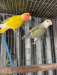 Love Bird Running Pair